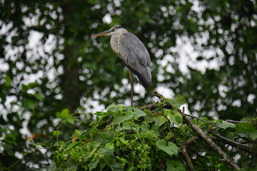 A beautiful grey heron with a long orange beak stands perched on a branch, its feathers a soft blend of grey and blue. The background is a bokeh of green and white.