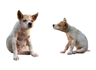 A stray puppy covered in dirt on a white background.