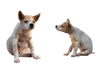 A stray puppy covered in dirt on a white background.