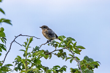 Juvenile European Stonechat (Saxicola rubicola), common in coastal scrub and heathland across Europe