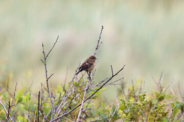 Juvenile European Stonechat (Saxicola rubicola), common in coastal scrub and heathland across Europe