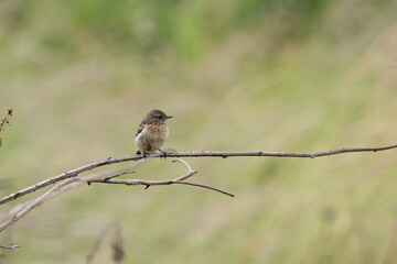 Juvenile European Stonechat (Saxicola rubicola), common in coastal scrub and heathland across Europe