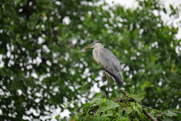 A beautiful grey heron with a long orange beak stands perched on a branch, its feathers a soft blend of grey and blue. The background is a bokeh of green and white.