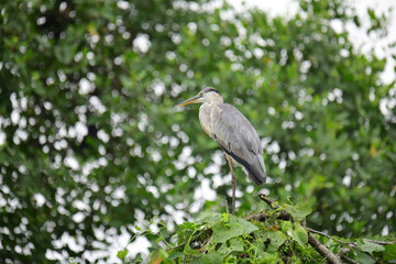 A beautiful grey heron with a long orange beak stands perched on a branch, its feathers a soft blend of grey and blue. The background is a bokeh of green and white.