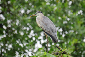 A beautiful grey heron with a long orange beak stands perched on a branch, its feathers a soft blend of grey and blue. The background is a bokeh of green and white.