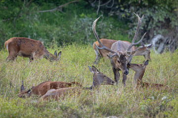 Dominant Red deer stag surrounded by females during rutting season