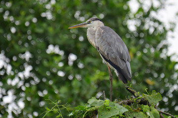 A beautiful grey heron with a long orange beak stands perched on a branch, its feathers a soft blend of grey and blue. The background is a bokeh of green and white.