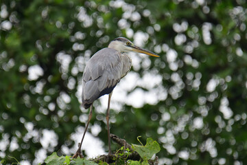 A beautiful grey heron with a long orange beak stands perched on a branch, its feathers a soft blend of grey and blue. The background is a bokeh of green and white.