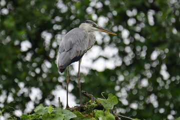 Fototapeta premium A beautiful grey heron with a long orange beak stands perched on a branch, its feathers a soft blend of grey and blue. The background is a bokeh of green and white.