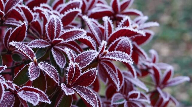 frozen flowering shrub with crimson foliage, representing the initial freezing conditions, chilly climate, solidified water, ice crystals, and rime frost