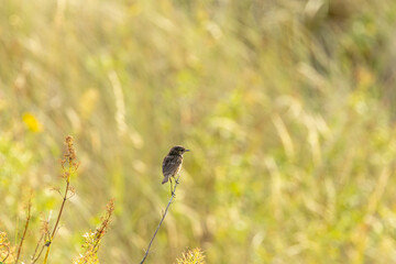 Juvenile European Stonechat (Saxicola rubicola), common in coastal scrub and heathland across Europe