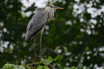 A beautiful grey heron with a long orange beak stands perched on a branch, its feathers a soft blend of grey and blue. The background is a bokeh of green and white.