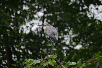 A beautiful grey heron with a long orange beak stands perched on a branch, its feathers a soft blend of grey and blue. The background is a bokeh of green and white.