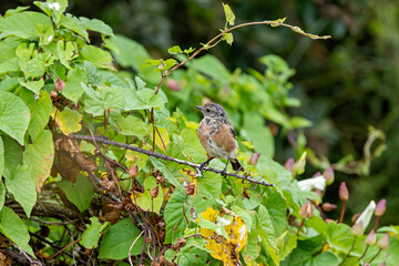 Juvenile European Stonechat (Saxicola rubicola), common in coastal scrub and heathland across Europe