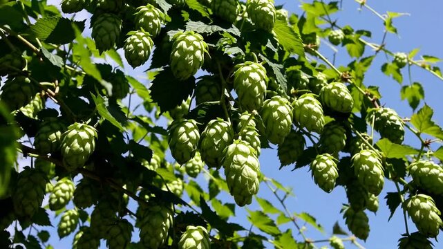 Tightly framed of mature verdant hop cones