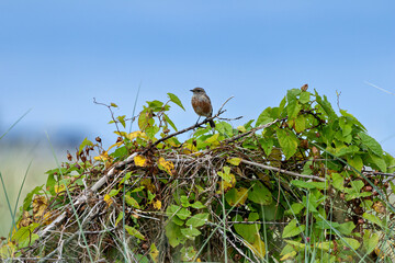 Juvenile European Stonechat (Saxicola rubicola), common in coastal scrub and heathland across Europe