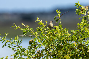 Juvenile European Stonechat (Saxicola rubicola), common in coastal scrub and heathland across Europe
