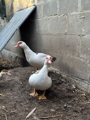 Close-up of two white domestic ducks with red beaks standing on the ground near a stone wall in a rustic backyard farm. Concept of poultry farming, agriculture, rural lifestyle, and livestock breeding
