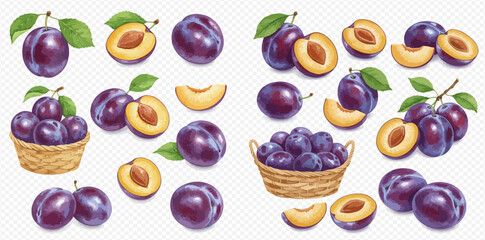 An assortment of realistic purple plum illustrations, featuring whole fruits, halves, slices, and baskets.