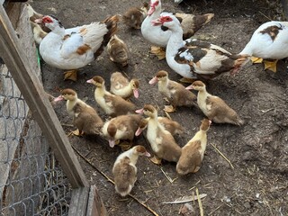  Group of domestic ducks and ducklings in a rustic backyard farmyard, concept of poultry farming and rural lifestyle.