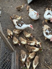  Close-up of white ducks and baby ducklings walking on the ground near a barn wall, traditional agriculture and livestock breeding