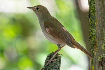Thrush nightingale - luscinia megarhynchos - standing on a small branch