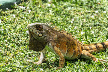 The Green Iguana, Iguana iguana, is a large species of lizard native to Central and South America.