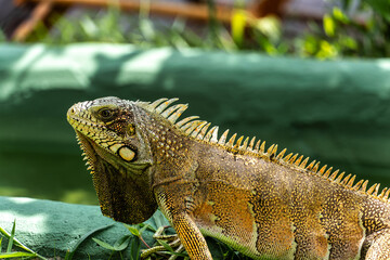 The Green Iguana, Iguana iguana, is a large species of lizard native to Central and South America.