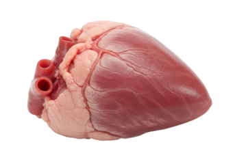 Isolated human heart anatomy model, isolated on transparent background