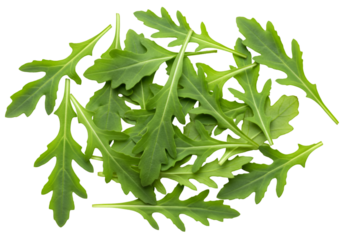 Fresh arugula leaves isolated on transparent background