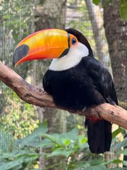 toucan jungle brazil