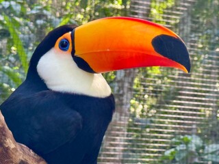 toucan Jungle brazil