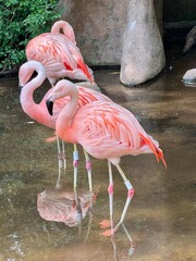 pink flamingo Brazil 