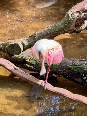 pink flamingo in the water