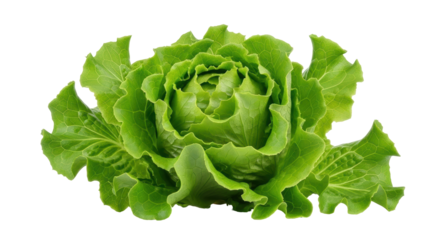 Isolated Green Leaf Lettuce Head