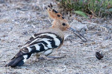 Eurasian hoopoe - upupa epops - looking for insects in the aiguamolls de l'emporda natural park, catalonia, spain © Alexandre Arocas