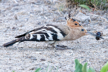 Eurasian hoopoe - upupa epops - holding an insect with its beak, in castello d'empuries, catalonia, spain © Alexandre Arocas