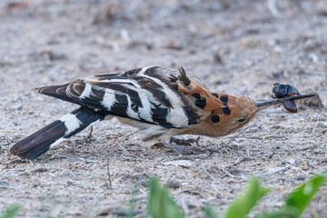 Eurasian hoopoe - upupa epops - carrying a beetle in its beak in castello d'empuries, catalonia, spain © Alexandre Arocas