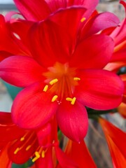red and yellow flower