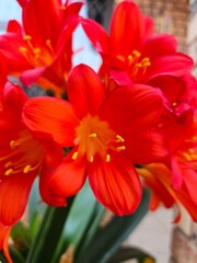 Naklejka premium red and yellow flowers