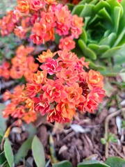 red and yellow flowers