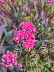 pink and purple flowers