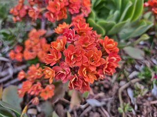 red and yellow flowers