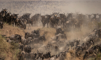 The Great Wildebeest Migration Africa