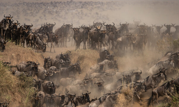 The great wildebeest migration in Africa 