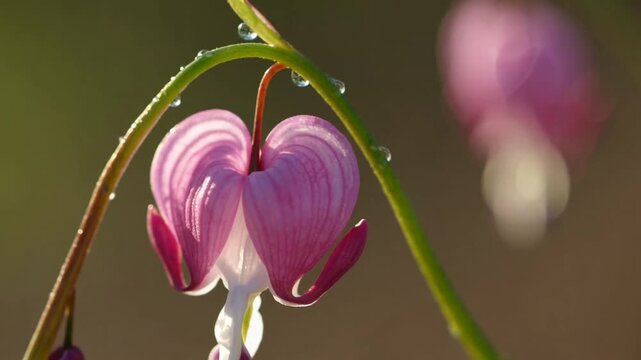 solitary flower of the bleeding heart plant captured in close proximity enjoying the gentle rays of the early sun