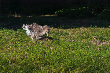 Domestic Toulouse Goose Grazing on Grass in Rural Sunlight