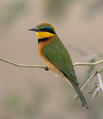 A kingfisher on safari in Africa 
