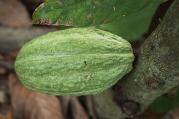 Ripe cacao pods growing on tree trunk in tropical plantation