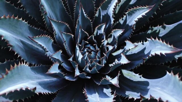 Abstract Natural Pattern and Texture Background from Closeup Shot of Agave Cactus Plant in Dark Blue Tones